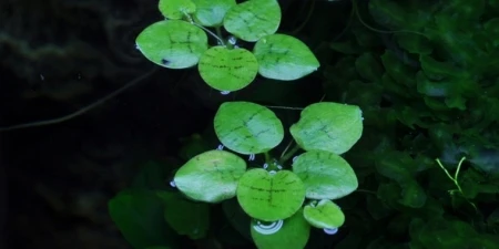 Limnobium laevigatum 1-2-Grow! In Vitro Tropica
